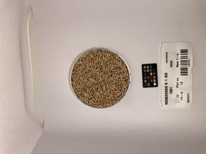 Click for 1 image(s) for this accession. SEED